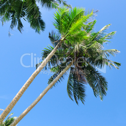 Tropical palm trees against the blue sky.