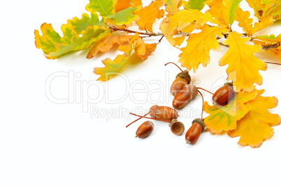 Dried acorns with oak leaf isolated on white. Free space for tex