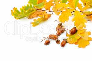 Dried acorns with oak leaf isolated on white. Free space for tex