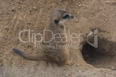 Neugieriges Erdmännchen (Suricata suricatta).