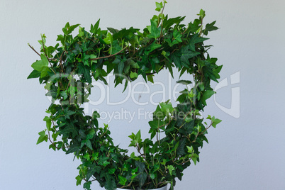 Heart of ivy