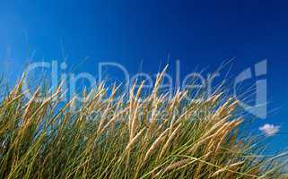 dune grass