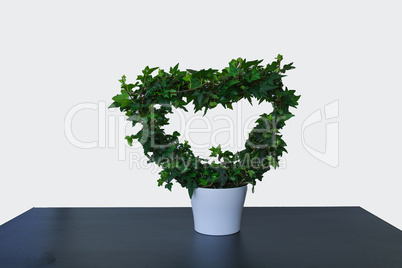 Heart of ivy