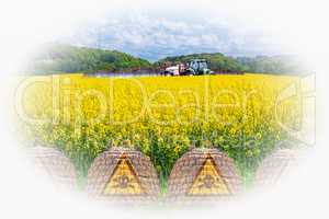 Farmer on the tractor spraying yellow Rabsfeld with pesticide.
