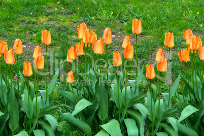 Red and orange tulips