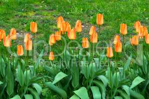 Red and orange tulips