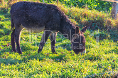 Donkeys on a mountain meadow in the Alps