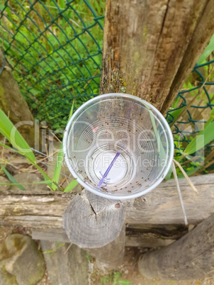 Plastic mug with ants