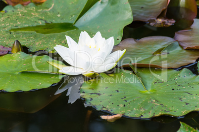Blooming white water lily