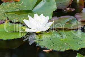 Blooming white water lily
