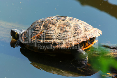 Beautiful sea turtle