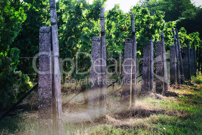 Weinberg im Herbst