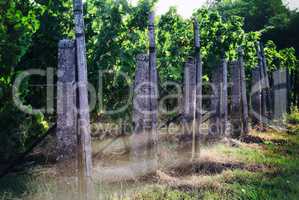 Weinberg im Herbst