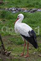 Adult stork on a meadow