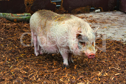 Domestic pig, pig or boar on a farm