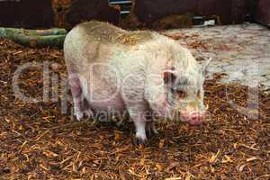 Domestic pig, pig or boar on a farm