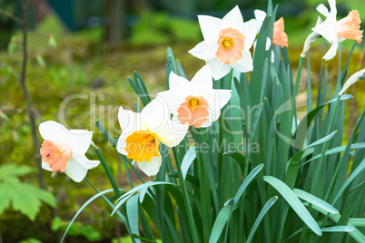 Daffodil, on a green meadow