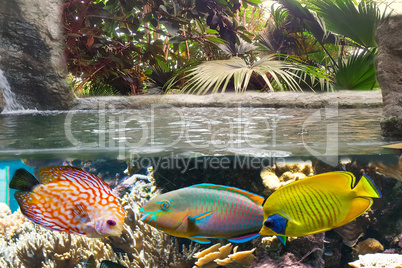 Underwater scene with reef and tropical fish