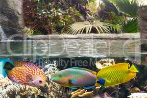 Underwater scene with reef and tropical fish