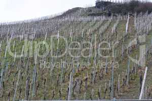 Vineyards on the Mosel river in spring.