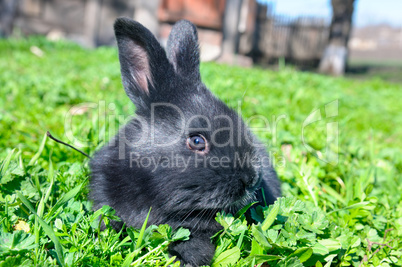 Little rabbit on green lawn background.