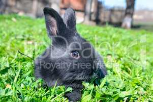 Little rabbit on green lawn background.