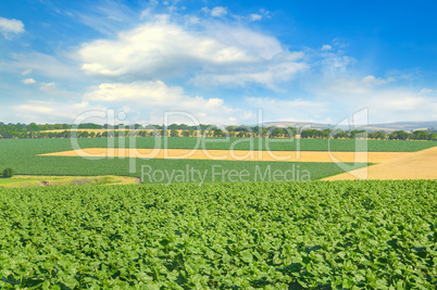 Green field and blue sky with light clouds.