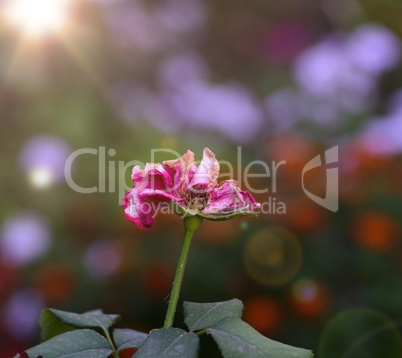 pink bud of a withered rose in a garden