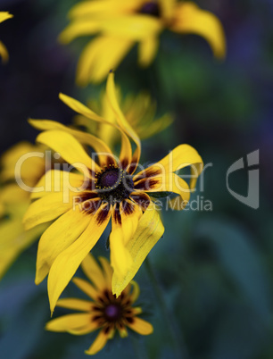 flowering buds Rudbeckia laciniata in the garden