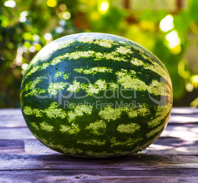 ripe green round watermelon