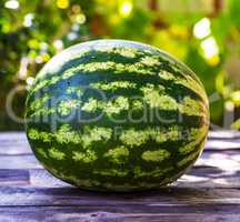 ripe green round watermelon