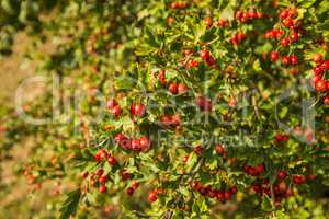 Hawthorn fruits, ripe on a tree