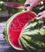 human hand with a knife cuts in half a ripe large watermelon