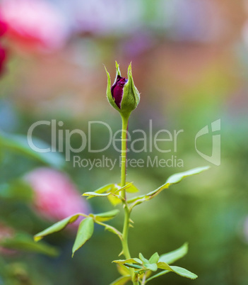 unblown red rose bud with green leaves in the garden