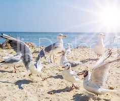 flock of sea white gulls on the sand