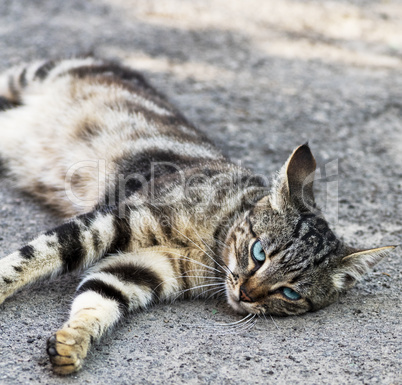 gray striped street cat with blue eyes lies on the asphalt