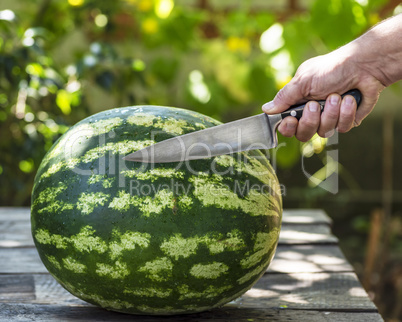human hand holds an iron kitchen knife and watermelon