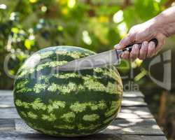 human hand holds an iron kitchen knife and watermelon