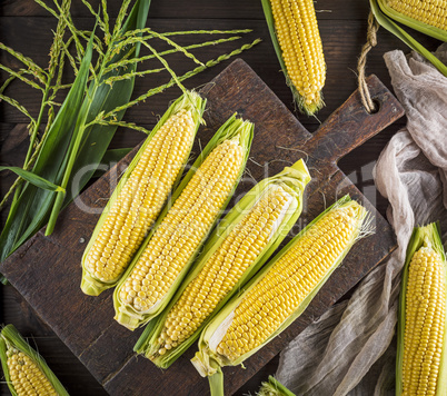 fresh ripe corn cobs on a brown wooden board