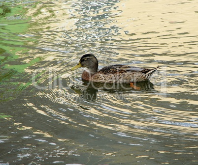 canards