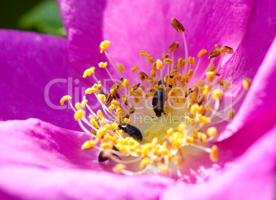 rosa rugosa