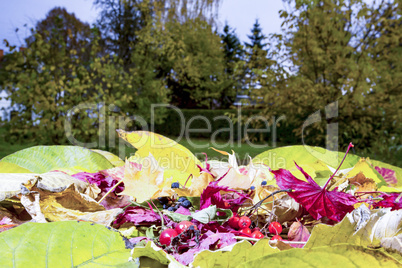 Fruits and sheets in autumn