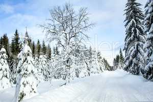Winter scenery with snowy street