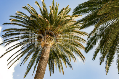 Palm tree on the Mediterranean