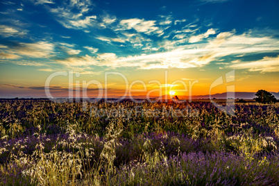 Sunrise over blooming lavender fields