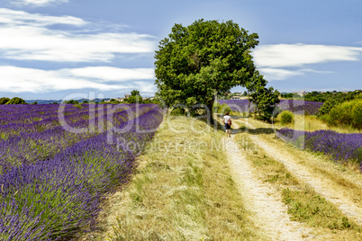 Flowering lavender fields