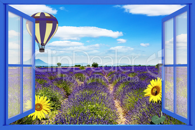 Blooming lavender field looking out the window