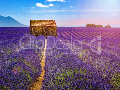 Landscape in Provence