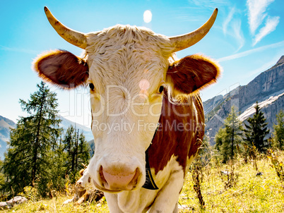 Portrait of a cow in the Bavarian Alps