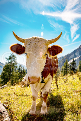 Portrait of a cow in the Bavarian Alps